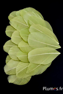 Pétales en plumes - 6-8 x 3-4 cm - olive